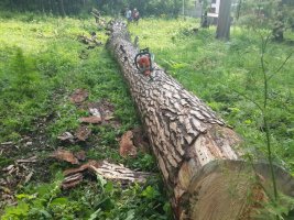 Спил и вырубка деревьев, корчевание пней стоимость услуг и где заказать - Брянск