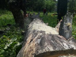 Спил и вырубка деревьев, корчевание пней стоимость услуг и где заказать - Брянск